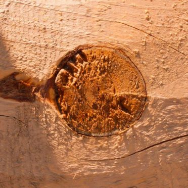 pared árbol marrón Fondo de Pantalla de iPhone6s / iPhone6