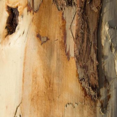 pared árbol marrón Fondo de Pantalla de iPhone6s / iPhone6