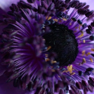 flor Purpura Fondo de Pantalla de iPhone6s / iPhone6