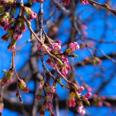 flores y árboles paisaje azul de color rosa Fondo de Pantalla de iPhone6s / iPhone6