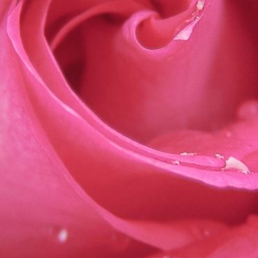 Hanaaka Fondo de Pantalla de iPhone6s / iPhone6