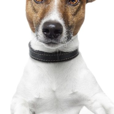 Teclado animales perro Fondo de Pantalla de iPhone6s / iPhone6