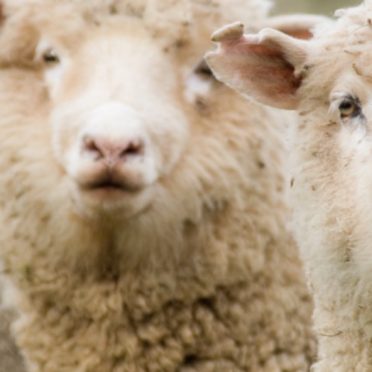 ovejas Animal Fondo de Pantalla de iPhone6s / iPhone6