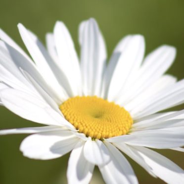 Planta flores blanco Fondo de Pantalla de iPhone6s / iPhone6