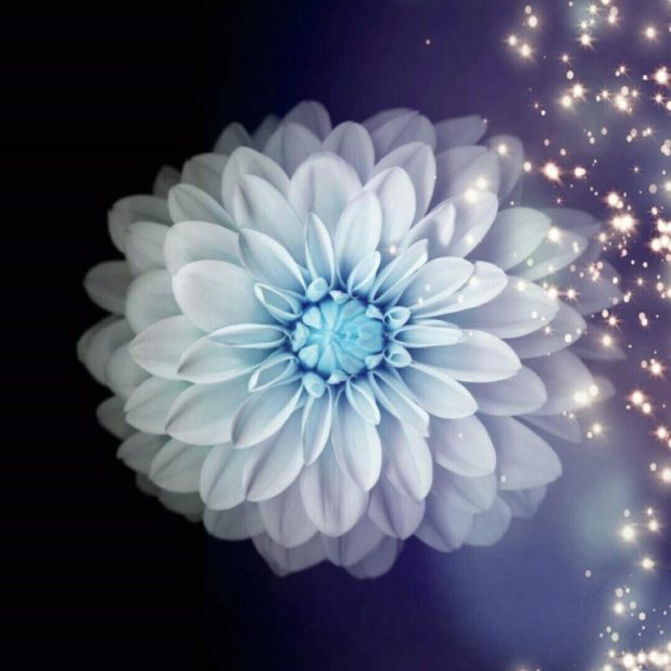 Luz de la flor Fondo de Pantalla de iPhone6sPlus / iPhone6Plus