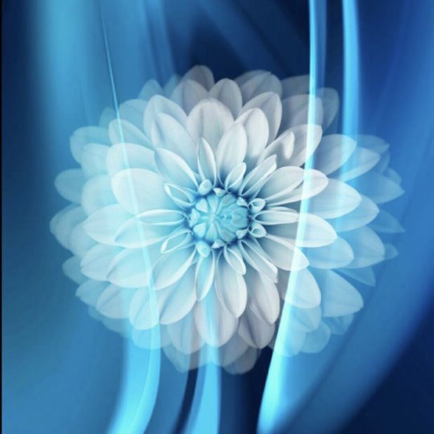 Flor fresco Fondo de Pantalla de iPhone6sPlus / iPhone6Plus