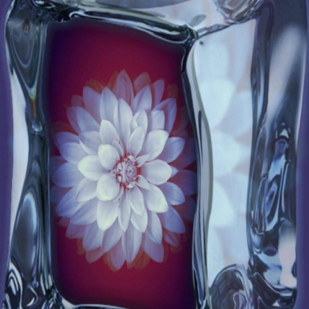 Cubo de flores Fondo de Pantalla de iPhone6sPlus / iPhone6Plus