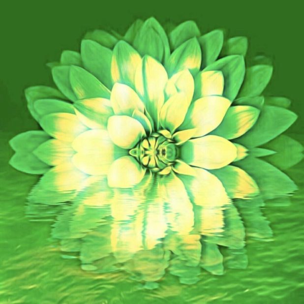Flor verde Fondo de Pantalla de iPhone6sPlus / iPhone6Plus