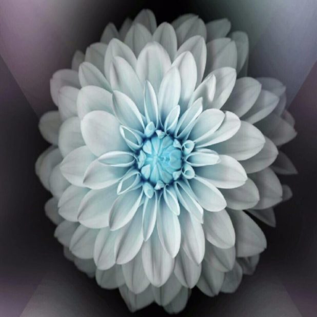 Flor fresco Fondo de Pantalla de iPhone6sPlus / iPhone6Plus