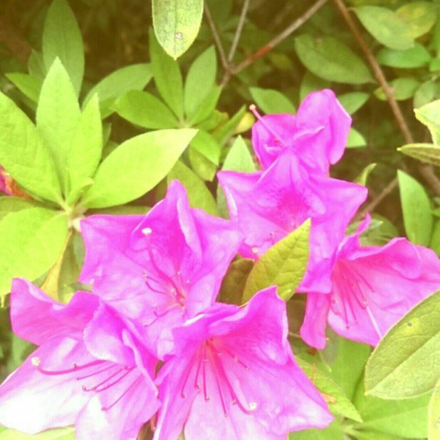 Flor de la azalea Fondo de Pantalla de iPhone6sPlus / iPhone6Plus
