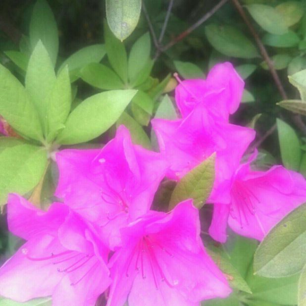 Flor de la azalea  iPhone6sPlus