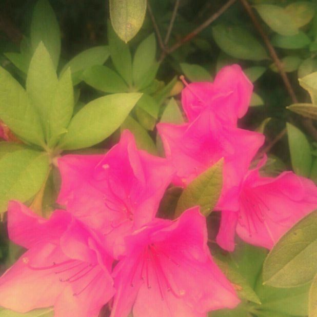 Flor de la azalea Fondo de Pantalla de iPhone6sPlus / iPhone6Plus