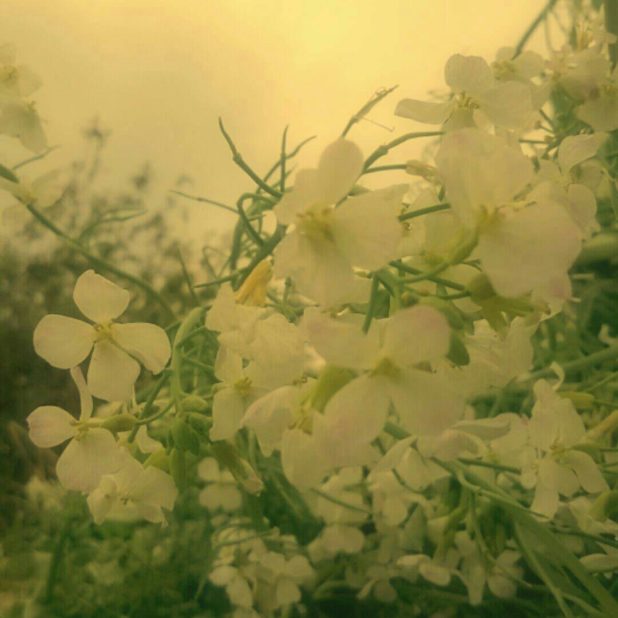 Flor blanca Fondo de Pantalla de iPhone6sPlus / iPhone6Plus