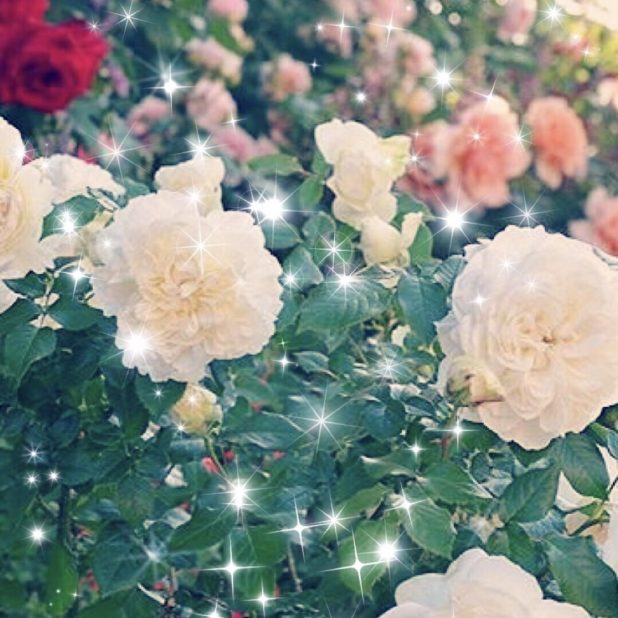 Jardín de rosas Fondo de Pantalla de iPhone6sPlus / iPhone6Plus
