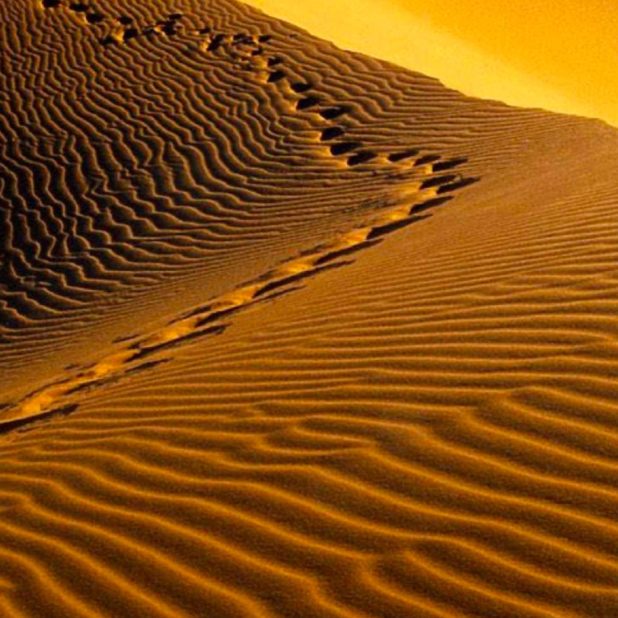 paisaje del desierto Fondo de Pantalla de iPhone6sPlus / iPhone6Plus
