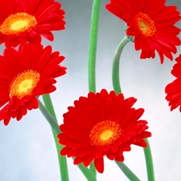 rojo natural de la flor Fondo de Pantalla de iPhone6sPlus / iPhone6Plus