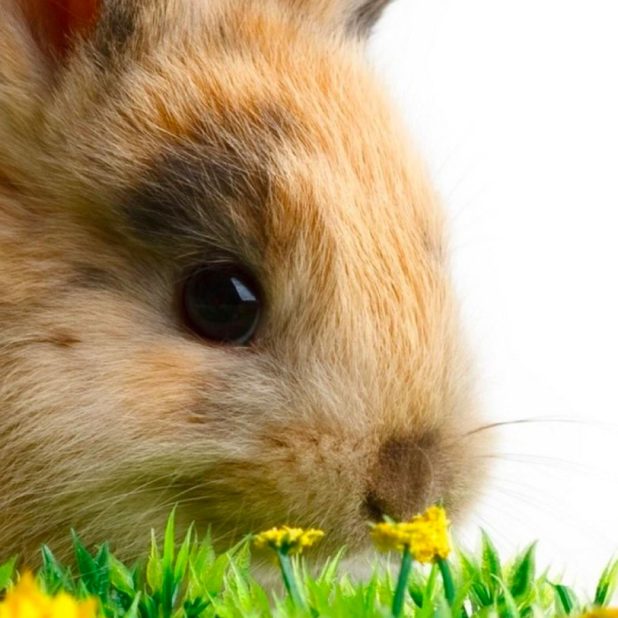 conejo Animal Fondo de Pantalla de iPhone6sPlus / iPhone6Plus