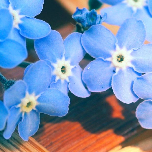 azul de flores naturales Fondo de Pantalla de iPhone6sPlus / iPhone6Plus