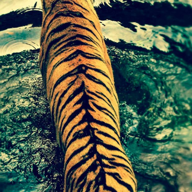 tigre Animal Fondo de Pantalla de iPhone6sPlus / iPhone6Plus