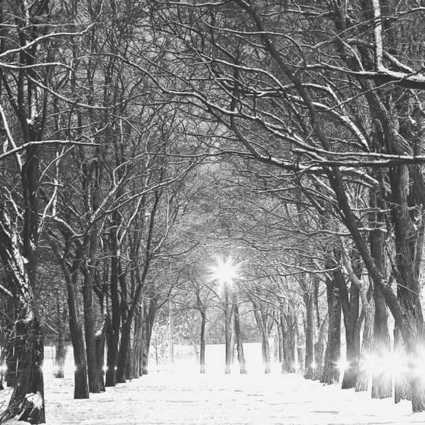 Monocromático paisaje de nieve árbol Fondo de Pantalla de iPhone6sPlus / iPhone6Plus