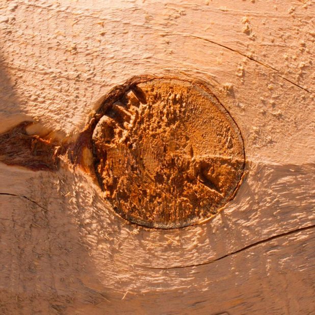 pared árbol marrón Fondo de Pantalla de iPhone6sPlus / iPhone6Plus