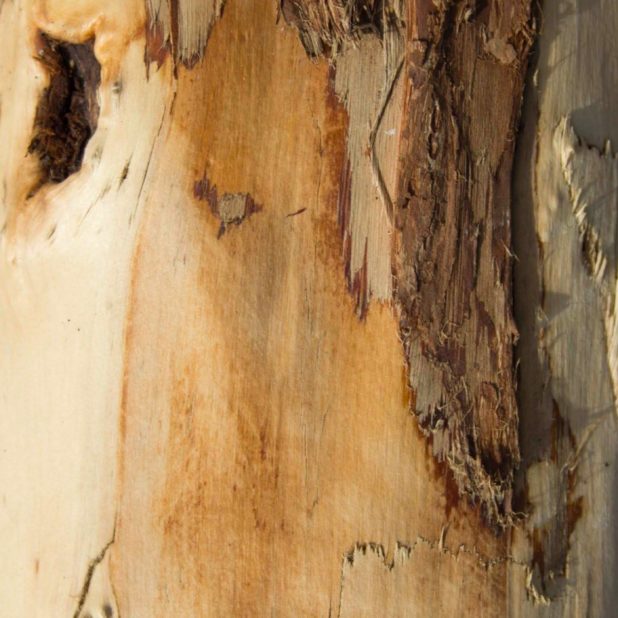 pared árbol marrón Fondo de Pantalla de iPhone6sPlus / iPhone6Plus