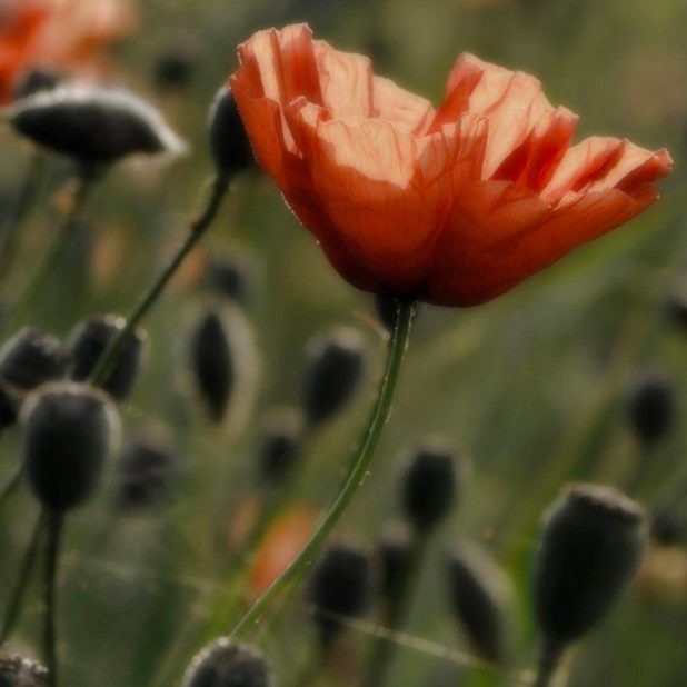 mancha roja ja Fondo de Pantalla de iPhone6sPlus / iPhone6Plus