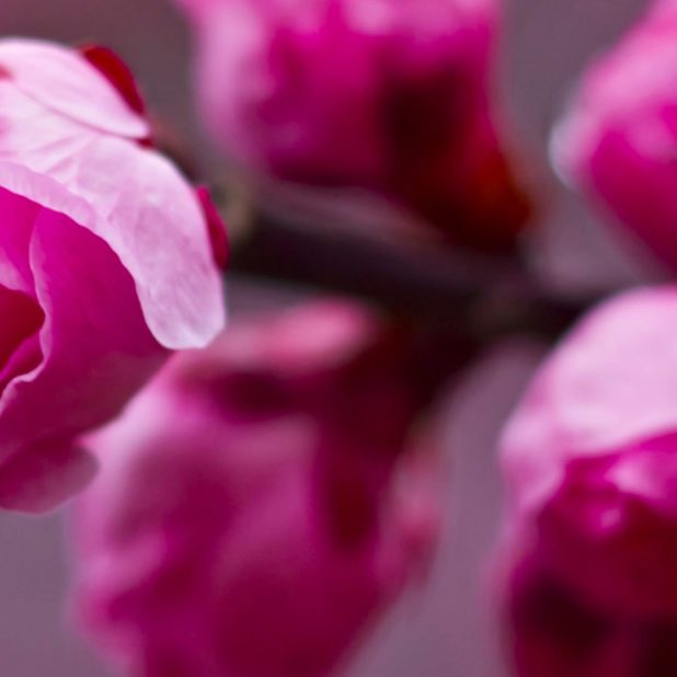 Falta de definición de la flor rosada Fondo de Pantalla de iPhone6sPlus / iPhone6Plus