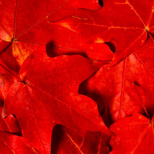 flor roja Fondo de Pantalla de iPhone6sPlus / iPhone6Plus