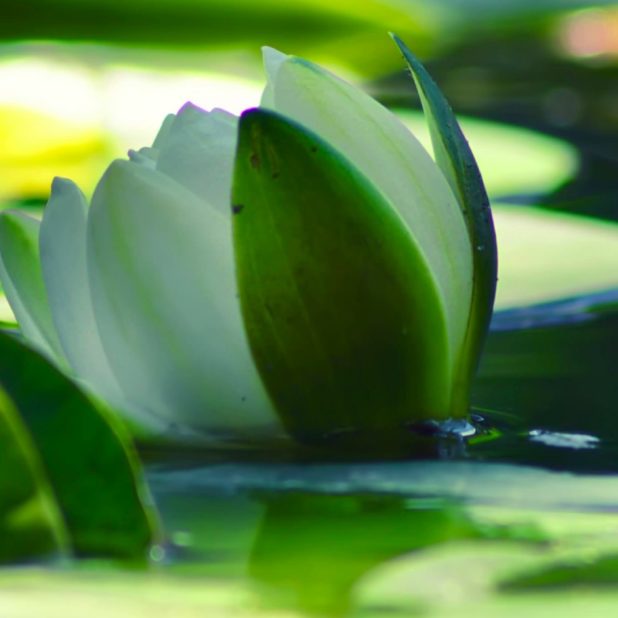 flor verde Fondo de Pantalla de iPhone6sPlus / iPhone6Plus