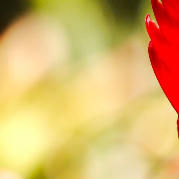 mancha roja Fondo de Pantalla de iPhone6sPlus / iPhone6Plus