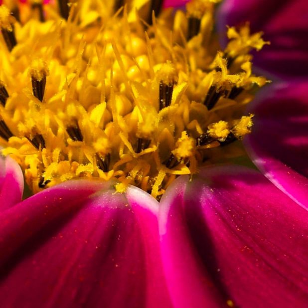 flor rosada árbol Fondo de Pantalla de iPhone6sPlus / iPhone6Plus