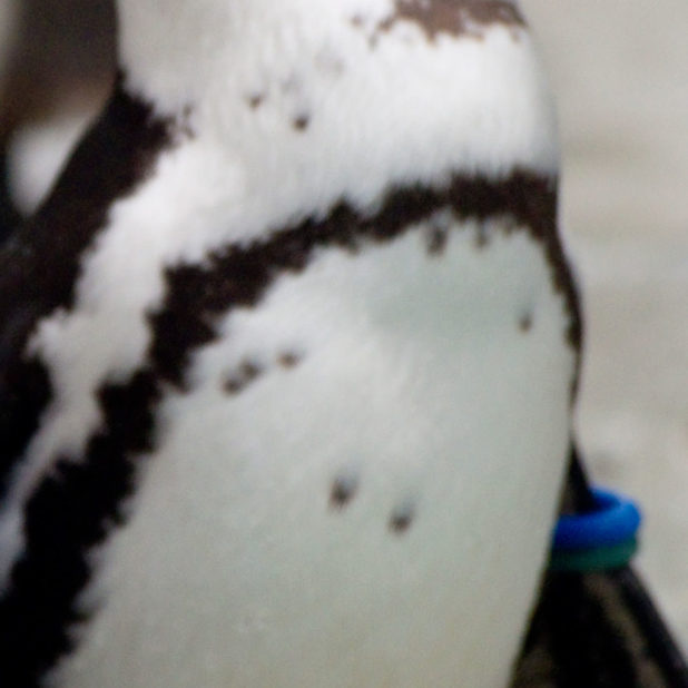 pingüino Animal Fondo de Pantalla de iPhone6sPlus / iPhone6Plus