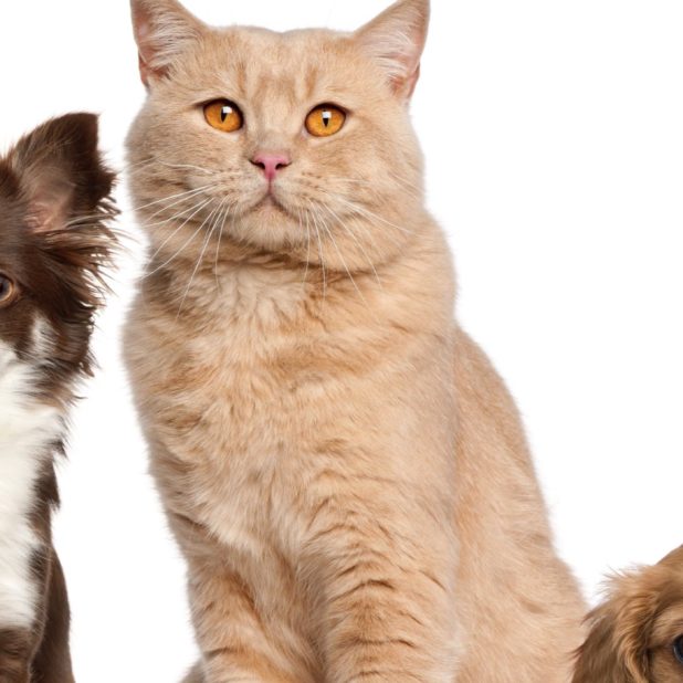 favorable a las mujeres de animales perro gato Fondo de Pantalla de iPhone6sPlus / iPhone6Plus