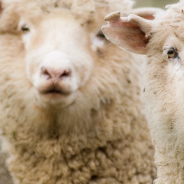 ovejas Animal Fondo de Pantalla de iPhone6sPlus / iPhone6Plus