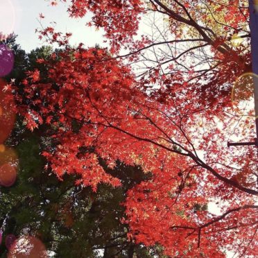 Paisaje de las hojas de otoño Fondo de Pantalla de iPhone7