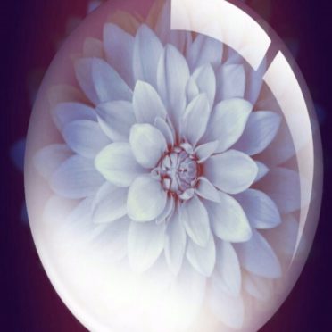 Flor blanca Fondo de Pantalla de iPhone7