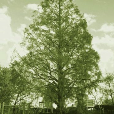 Parque de árboles Fondo de Pantalla de iPhone7
