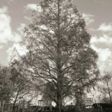 Parque de árboles Fondo de Pantalla de iPhone7