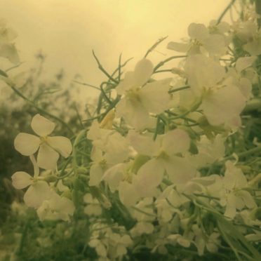 Flor blanca Fondo de Pantalla de iPhone7