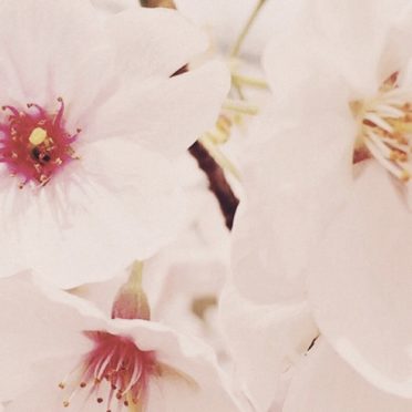 Flor de Cereza Fondo de Pantalla de iPhone7