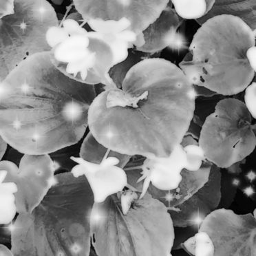 Flor blanco y negro Fondo de Pantalla de iPhone7