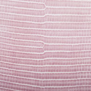 Vena de la hoja de gradación Rojo Fondo de Pantalla de iPhone7