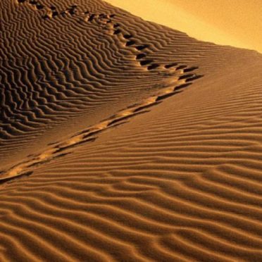 paisaje del desierto Fondo de Pantalla de iPhone7