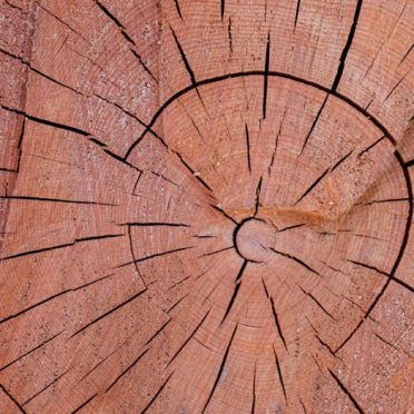 pared árbol marrón Fondo de Pantalla de iPhone7