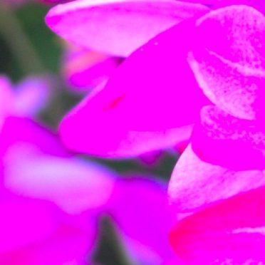 naturaleza de la flor rosa verde Fondo de Pantalla de iPhone7