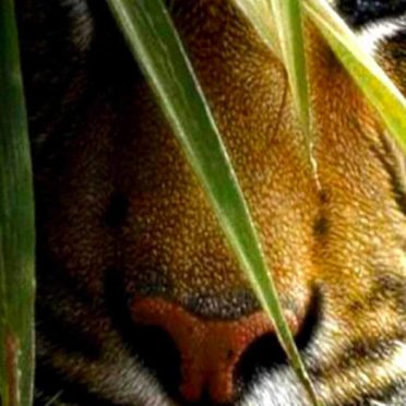 tigre Animal Fondo de Pantalla de iPhone7