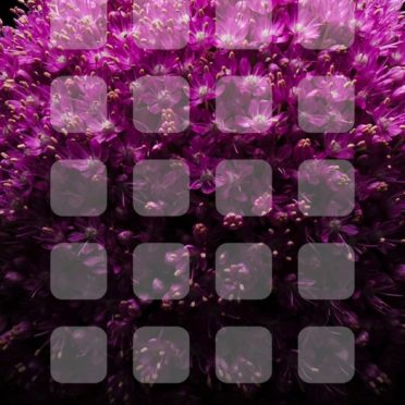 estante negro flores de color púrpura Fondo de Pantalla de iPhone7