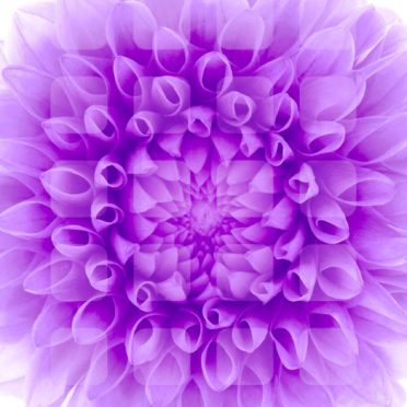 estantería de flores púrpura blanca Fondo de Pantalla de iPhone7