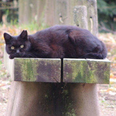 del animal del gato negro Fondo de Pantalla de iPhone7